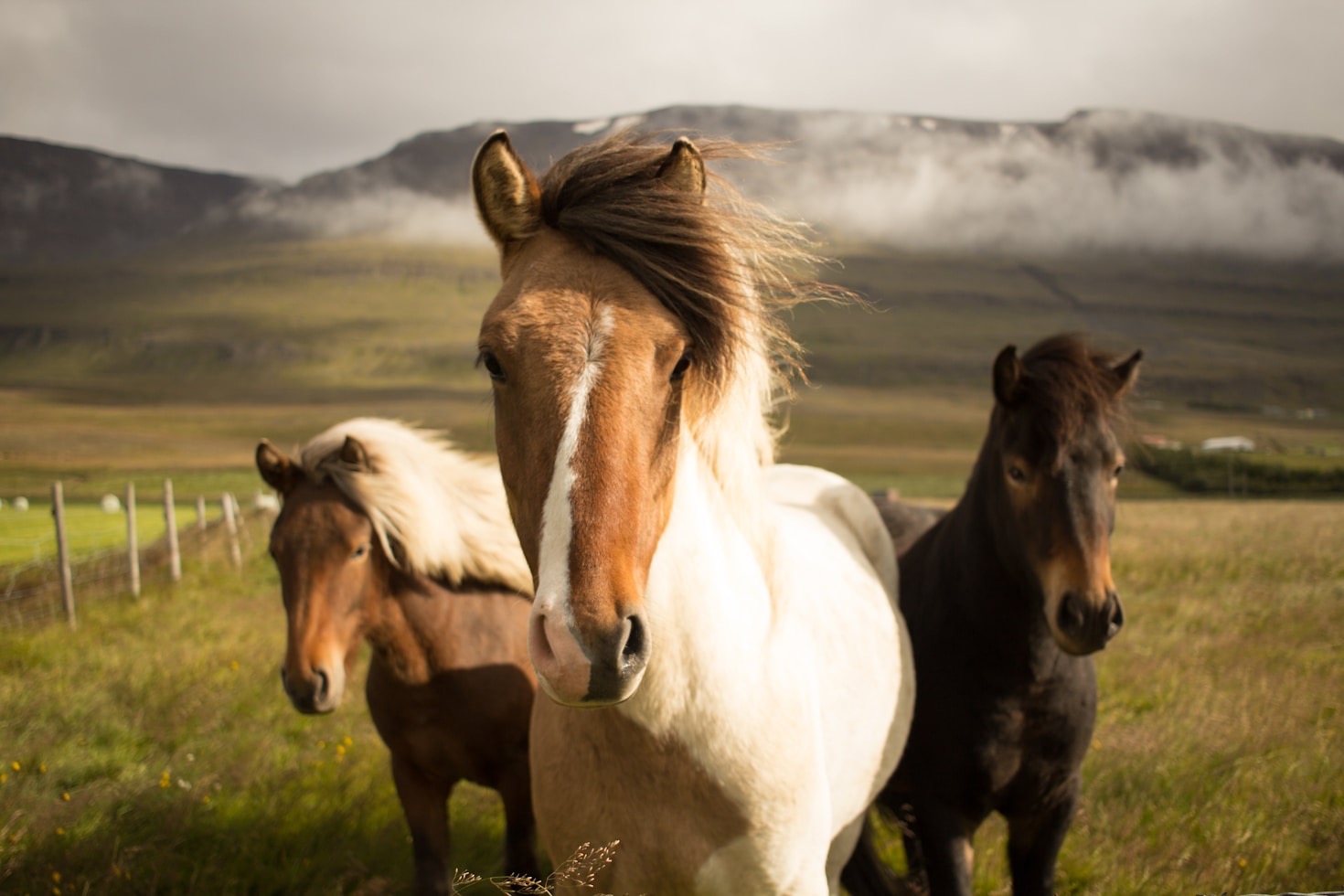 Tipps für die Pflege und Haltung von Ponys